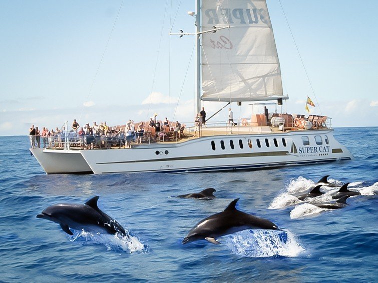 dolfijnen boottocht met catamaran,Excursies met de Catamaran in gran canaria,Puerto Rico,Puerto Mogan