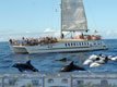 Combo SuperCat Dolfijnen plus Markt Puerto Mogan